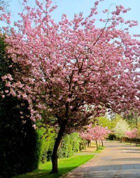 Сакура звичайна ''Канзан'' PRUNUS SERRULATA 'KANZAN' (щеплена) висота 150-180 см Рожевий 220 фото