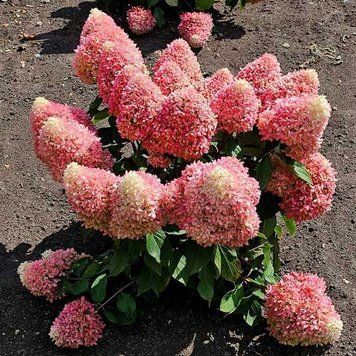 Гортензія волотиста на штамбі "Літл Фреско" Hydrangea paniculata 'Little Fresco'  глечик 5&ndash;7 л, ЗКС, висота штамба 80&ndash;100 см, , Біло-рожевий 1131 фото