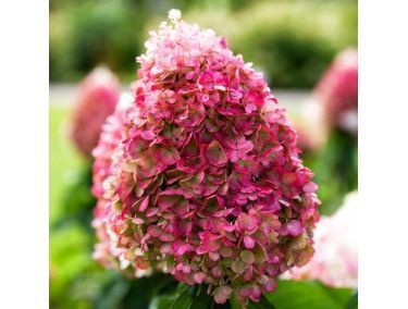 Гортензія волотиста на штамбі "Літл Фреско" Hydrangea paniculata 'Little Fresco'  глечик 5&ndash;7 л, ЗКС, висота штамба 80&ndash;100 см, , Біло-рожевий 1131 фото