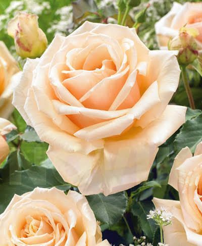 Роза чайно-гибридная ''Шимер'' ROSE 'SHIMMER' высота 80-150 см Кремово-розовый 1031 фото