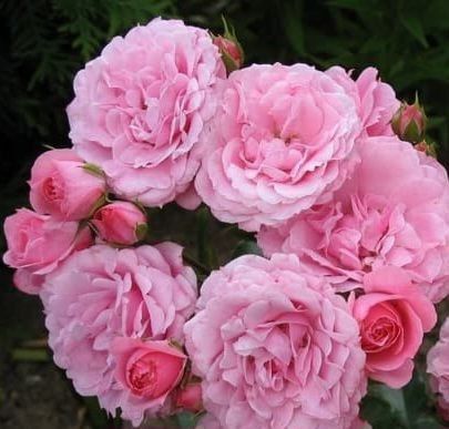 Дрібноквіткова, спрей троянда ''Роял Боніка'' ROSE 'ROYAL BONICA' висота від 100 до 120 см Рожевий 462 фото