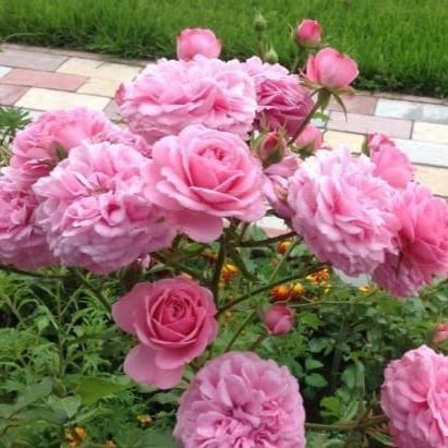 Дрібноквіткова, спрей троянда ''Роял Боніка'' ROSE 'ROYAL BONICA' висота від 100 до 120 см Рожевий 462 фото