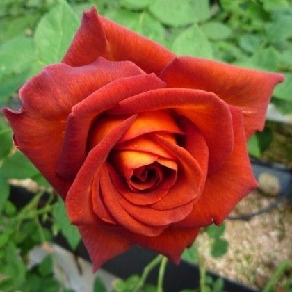 Роза чайно-гибридная ''Кофе Брейк'' ROSE 'COFFEE BREAK' высота 80-150 см Темно-оранжевый 362 фото