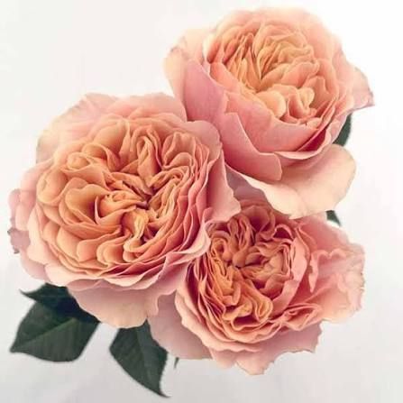Роза чайно-гибридная ''Шимер'' ROSE 'SHIMMER' высота 80-150 см Кремово-розовый 1031 фото