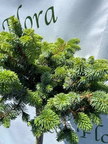 Ель ситхинская ''Ром'' PICEA SITCHENSIS 'ROM' на штамбе, высота 150 см, Зеленый 547 фото
