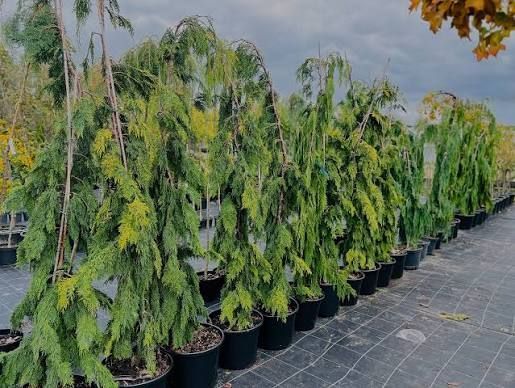Кипарисовик нутканський 'Pendula' 'Сльози Філіпа' 100-120см Зелений 1181 фото