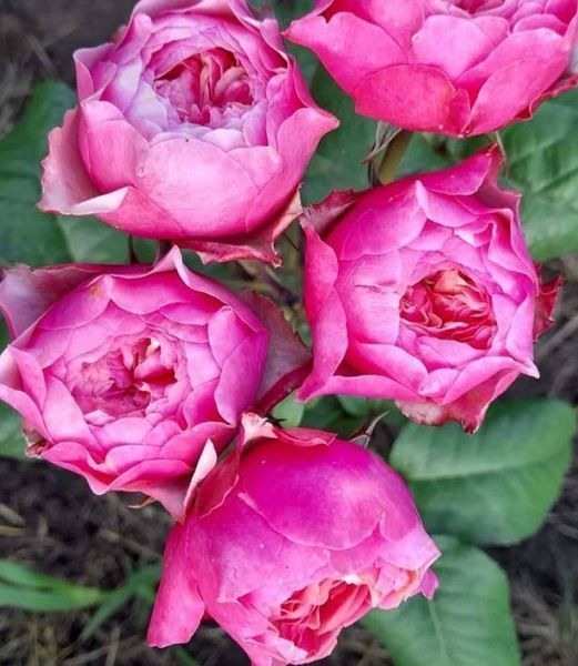 Роза чайно-гибридная ''Пинк Вувузела'' ROSE 'PINK VUVUZELA' высота 80-150 см Насыщенно-розовый 412 фото