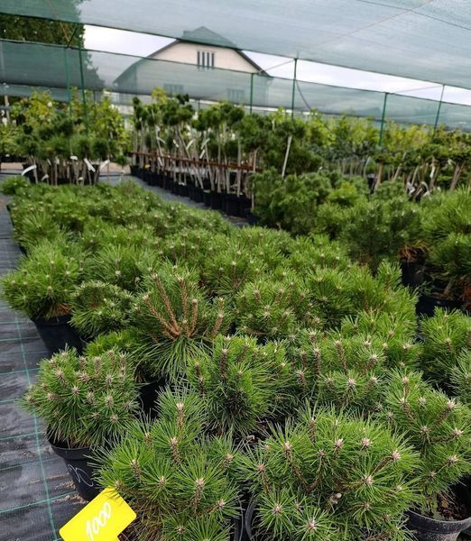 Саджанці Сосни гірської ''Гном'' PINUS MUGO 'Gnom' на штамбі висота 60 см, Темно-зелений 733 фото