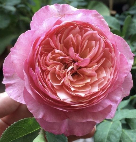 Троянда ''Констанс'' ROSE 'CONSTANCE' на штамбі висота 140-160 см Рожевий 312 фото
