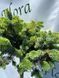Ель ситхинская ''Ром'' PICEA SITCHENSIS 'ROM' на штамбе, высота 150 см, Зеленый 547 фото 3