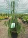 Кипарисовик нутканський 'Pendula' 'Сльози Філіпа' 100-120см Зелений 1181 фото 1