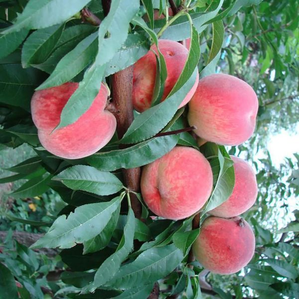 Персик колоновидный 'Киевский Ранний' PRUNUS PERSICA "KIEVSKIY RANNIY" высота 40-50 см Оранжевый 259 фото