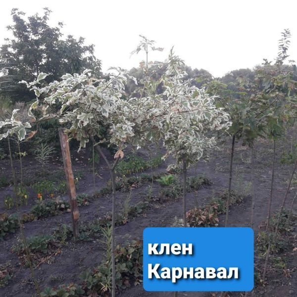 Клен ''Карнавал'' ACER PLATANOIDES 'CARNIVAL' на штамбі, 4 роки, висота 120 см, Яскраво-зелений 176 фото