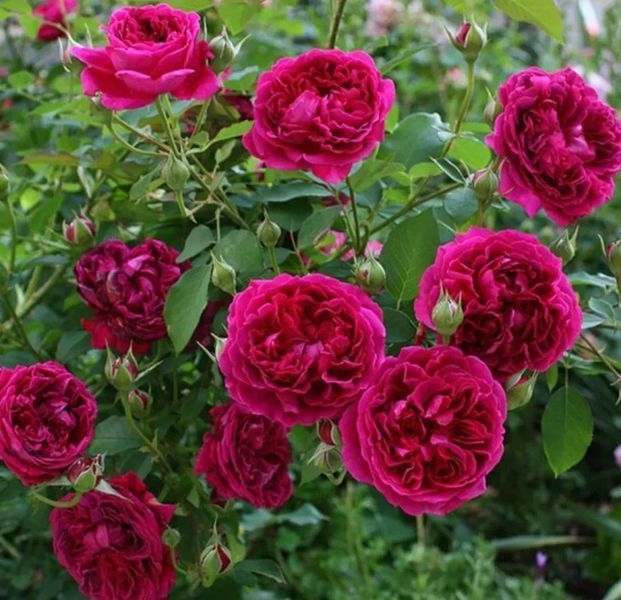 Махрова Англійська плетиста троянда ''Вільям Шекспір'' ROSE ' WILLIAM SHAKESPEARE' Малиновий 511 фото