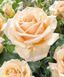 Роза чайно-гибридная ''Шимер'' ROSE 'SHIMMER' высота 80-150 см Кремово-розовый 1031 фото 4