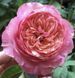 Троянда ''Констанс'' ROSE 'CONSTANCE' на штамбі висота 140-160 см Рожевий 312 фото 2