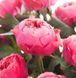 Роза чайно-гибридная ''Пинк Вувузела'' ROSE 'PINK VUVUZELA' высота 80-150 см Насыщенно-розовый 412 фото 2