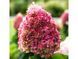 Гортензія волотиста на штамбі "Літл Фреско" Hydrangea paniculata 'Little Fresco'  глечик 5&ndash;7 л, ЗКС, висота штамба 80&ndash;100 см, , Біло-рожевий 1131 фото 2