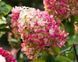 Гортензія волотиста на штамбі "Літл Фреско" Hydrangea paniculata 'Little Fresco'  глечик 5&ndash;7 л, ЗКС, висота штамба 80&ndash;100 см, , Біло-рожевий 1131 фото 3