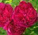 Махрова Англійська плетиста троянда ''Вільям Шекспір'' ROSE ' WILLIAM SHAKESPEARE' Малиновий 511 фото 1