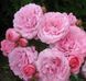 Дрібноквіткова, спрей троянда ''Роял Боніка'' ROSE 'ROYAL BONICA' висота від 100 до 120 см Рожевий 462 фото 2