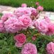 Дрібноквіткова, спрей троянда ''Роял Боніка'' ROSE 'ROYAL BONICA' висота від 100 до 120 см Рожевий 462 фото 3