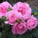 Дрібноквіткова, спрей троянда ''Роял Боніка'' ROSE 'ROYAL BONICA' висота від 100 до 120 см Рожевий 462 фото 1