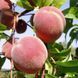 Персик колоновидный 'Киевский Ранний' PRUNUS PERSICA "KIEVSKIY RANNIY" высота 40-50 см Оранжевый 259 фото 4