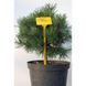 Саджанці Сосни гірської ''Гном'' PINUS MUGO 'Gnom' на штамбі висота 60 см, Темно-зелений 733 фото 3