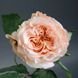 Роза чайно-гибридная ''Шимер'' ROSE 'SHIMMER' высота 80-150 см Кремово-розовый 1031 фото 1