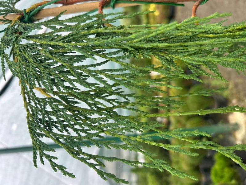 Кипарисовик нутканський 'Pendula' 'Сльози Філіпа' 100-120см Зелений 1181 фото