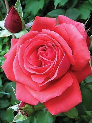 Роза чайно-гибридная ''Амалия'' ROSE 'AMALIA' высота 80-150 см Розово-коралловый 321 фото