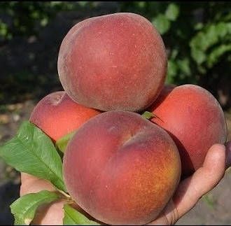Персик 'Роял Прайд' PRUNUS PERSICA "ROYAL PRIDE" высота 150-180 см Бордовый 229 фото