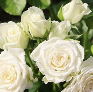 Мелкоцветковая, спрей роза ''Спрей Белый'' ROSE 'SPRAY WHITE' высота от 100 до 120 см Белый 470 фото