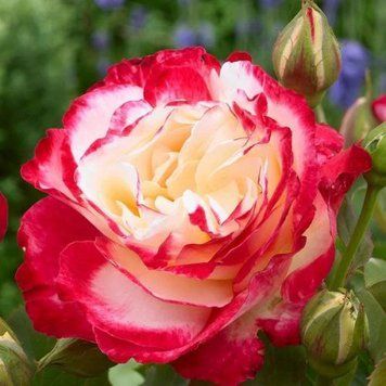 Троянда чайно-гібридна ''Дабл делайт'' ROSE 'DOUBLE DELIGHT' висота 80-150 см Білий/ Малиновий 421 фото