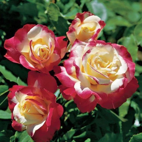 Троянда чайно-гібридна ''Дабл делайт'' ROSE 'DOUBLE DELIGHT' висота 80-150 см Білий/ Малиновий 421 фото