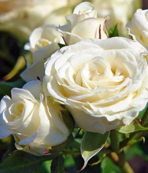 Мелкоцветковая, спрей роза ''Спрей Белый'' ROSE 'SPRAY WHITE' высота от 100 до 120 см Белый 470 фото
