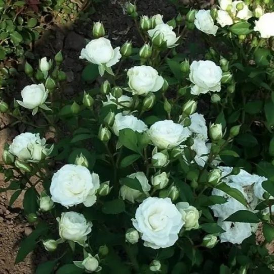 Мелкоцветковая, спрей роза ''Спрей Белый'' ROSE 'SPRAY WHITE' высота от 100 до 120 см Белый 470 фото