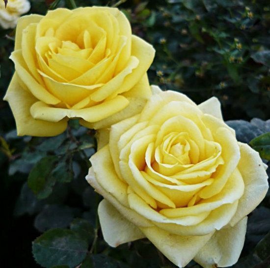 Роза чайно-гибридная 'Кронос' ROSE 'KRONOS' высота 80-150 см Желтый 371 фото