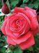 Роза чайно-гибридная ''Амалия'' ROSE 'AMALIA' высота 80-150 см Розово-коралловый 321 фото 2