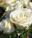 Мелкоцветковая, спрей роза ''Спрей Белый'' ROSE 'SPRAY WHITE' высота от 100 до 120 см Белый 470 фото 2