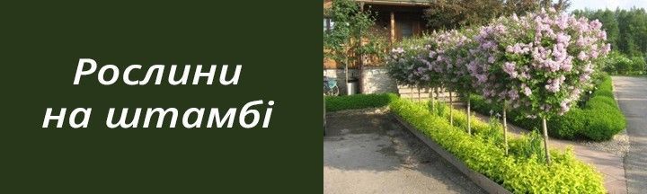 Рослини на штамбі