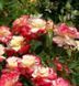 Троянда чайно-гібридна ''Дабл делайт'' ROSE 'DOUBLE DELIGHT' висота 80-150 см Білий/ Малиновий 421 фото 3