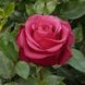 Роза чайно-гибридная ''Амалия'' ROSE 'AMALIA' высота 80-150 см Розово-коралловый 321 фото 1