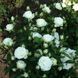 Мелкоцветковая, спрей роза ''Спрей Белый'' ROSE 'SPRAY WHITE' высота от 100 до 120 см Белый 470 фото 3