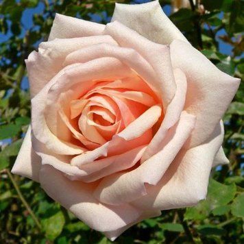 Троянда чайно-гібридна ''Осіана'' ROSE 'OSIANA' висота 80-150 см Кремовий 422 фото