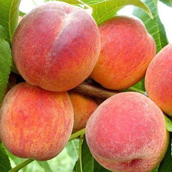 Персик 'Киевский Ранний' PRUNUS PERSICA "KIEVSKIY RANNIY" высота 150-180 см Оранжевый 230 фото