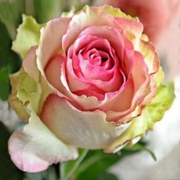 Троянда чайно-гібридна ''Денсинг Квін'' ROSE 'DANCING QUEEN' висота 80-150 см Ніжно-рожевий 322 фото