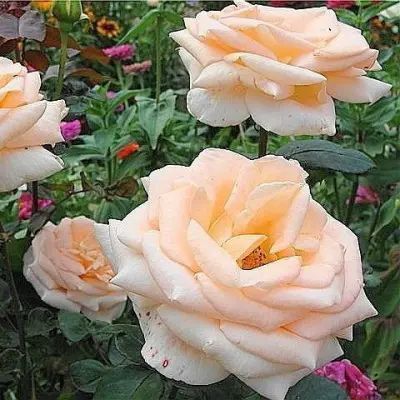 Троянда чайно-гібридна ''Осіана'' ROSE 'OSIANA' висота 80-150 см Кремовий 422 фото