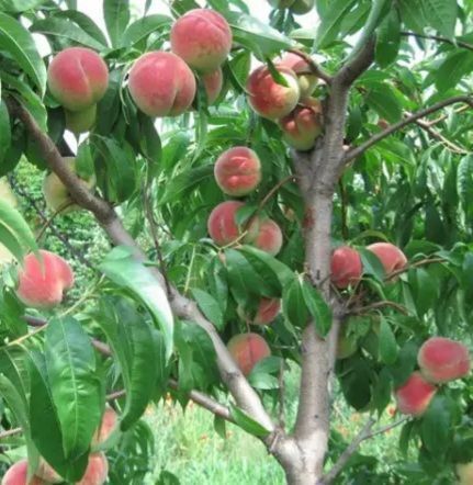 Персик 'Киевский Ранний' PRUNUS PERSICA "KIEVSKIY RANNIY" высота 150-180 см Оранжевый 230 фото